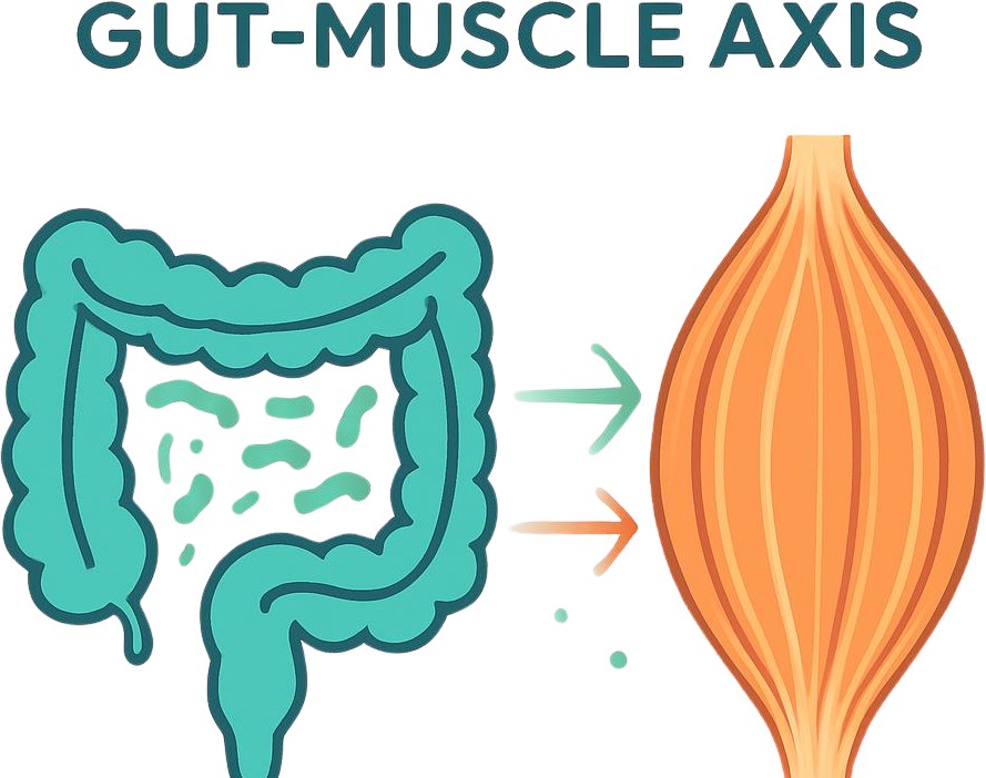 Infographic diagram of the gut-muscle axis showing the importance of probiotics for muscle retention in older adults